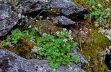 Micranthes nudicaulis