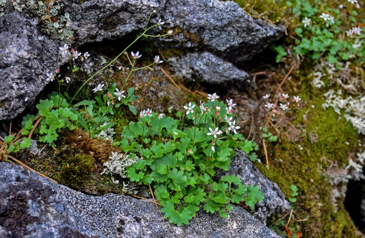 Изображение особи Micranthes nudicaulis.