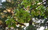 Arbutus andrachne