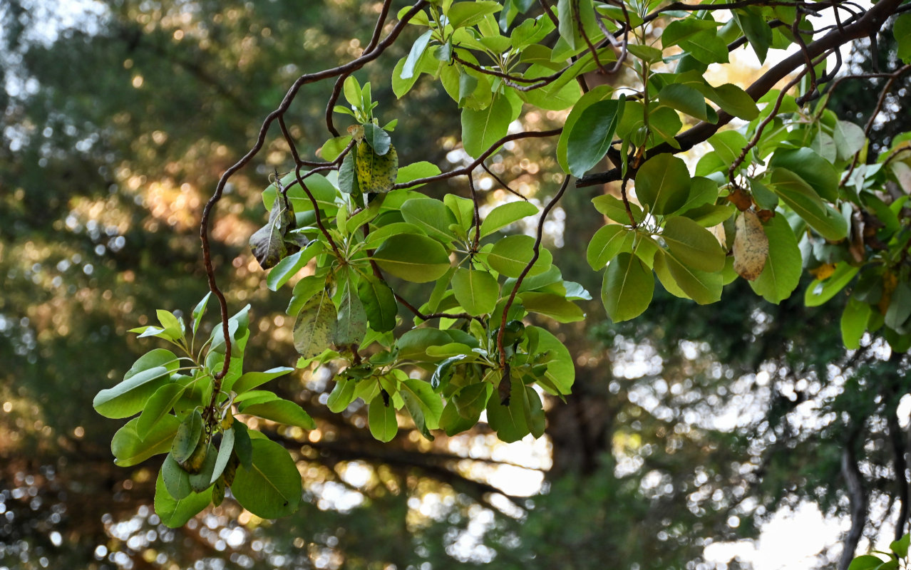 Изображение особи Arbutus andrachne.