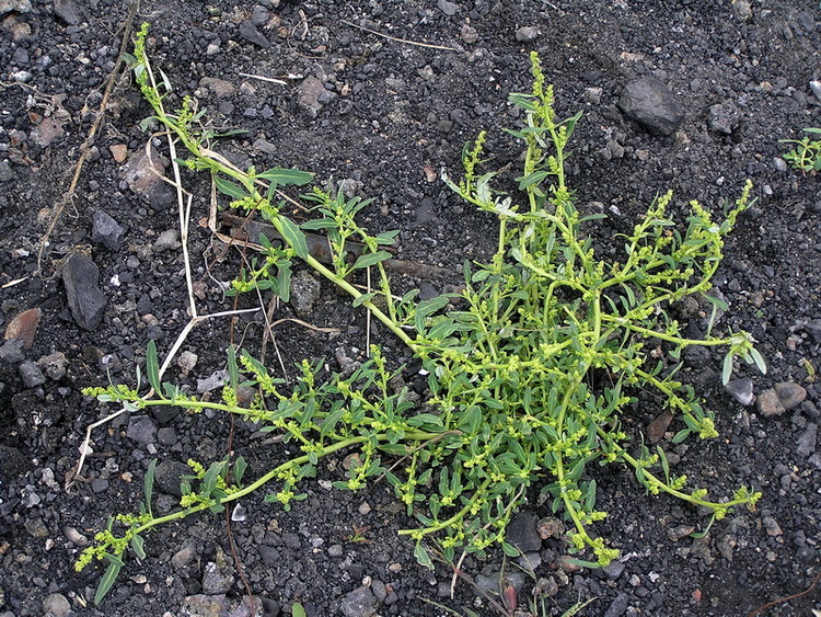 Image of Oxybasis glauca specimen.