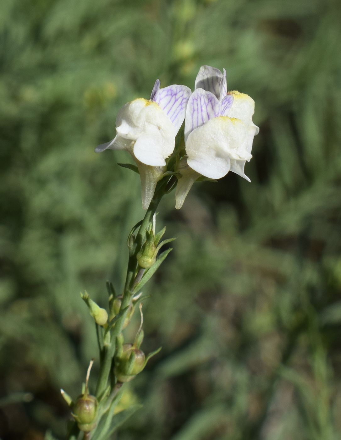 Image of Linaria repens specimen.