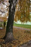 Betula pendula. Нижняя часть ствола и ветви с листьями в осенней окраске. Московская обл., г. Электрогорск, ул. Советская, в культуре. 21.10.2023.