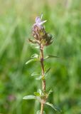 Thymus mongolicus. Верхушка побега с соцветием. Республика Саха (Якутия), Хангаласский улус, левый берег р. Сиинэ (Синяя) выше устья р. Сылбах, каменистая пойма. 28.07.2023.