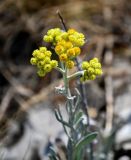 Helichrysum arenarium. Верхушка побега с соцветиями. Оренбургская обл., Саракташский р-н, хр. Карамурунтау, каменистый склон. 07.07.2023.