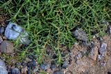 Spergularia fimbriata. Верхушки побегов. Марокко, обл. Рабат - Сале - Кенитра, г. Рабат, каменистый пляж. 07.01.2023.