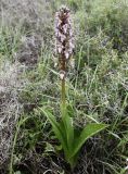 Himantoglossum robertianum