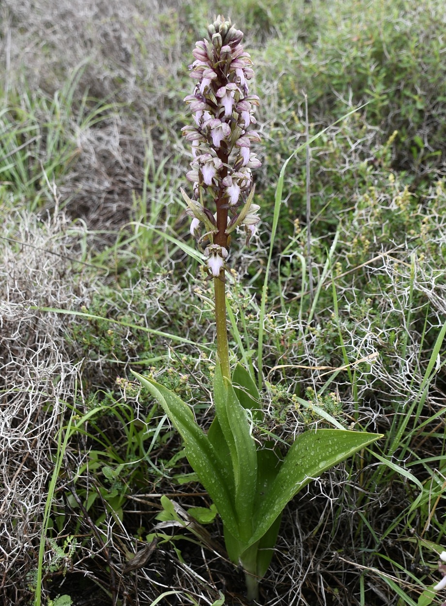 Изображение особи Himantoglossum robertianum.