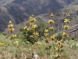 Phlomoides kaufmanniana