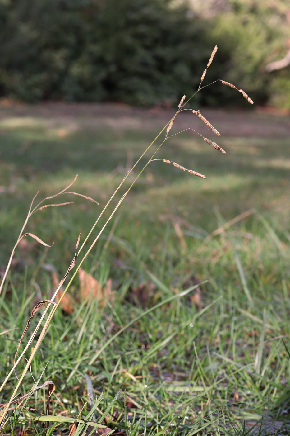 Image of Paspalum dilatatum specimen.