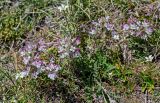 Pedicularis cheilanthifolia