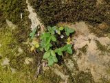 Potentilla micrantha