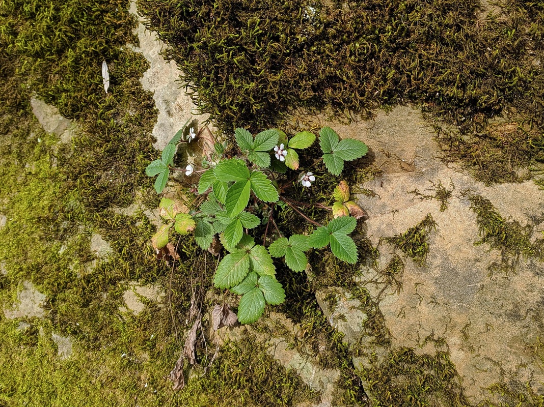 Изображение особи Potentilla micrantha.