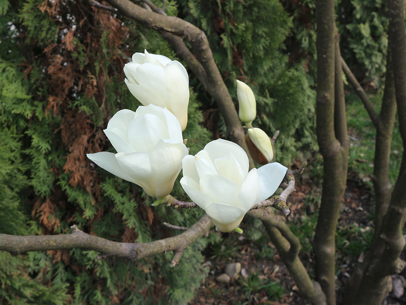 Image of Magnolia denudata specimen.