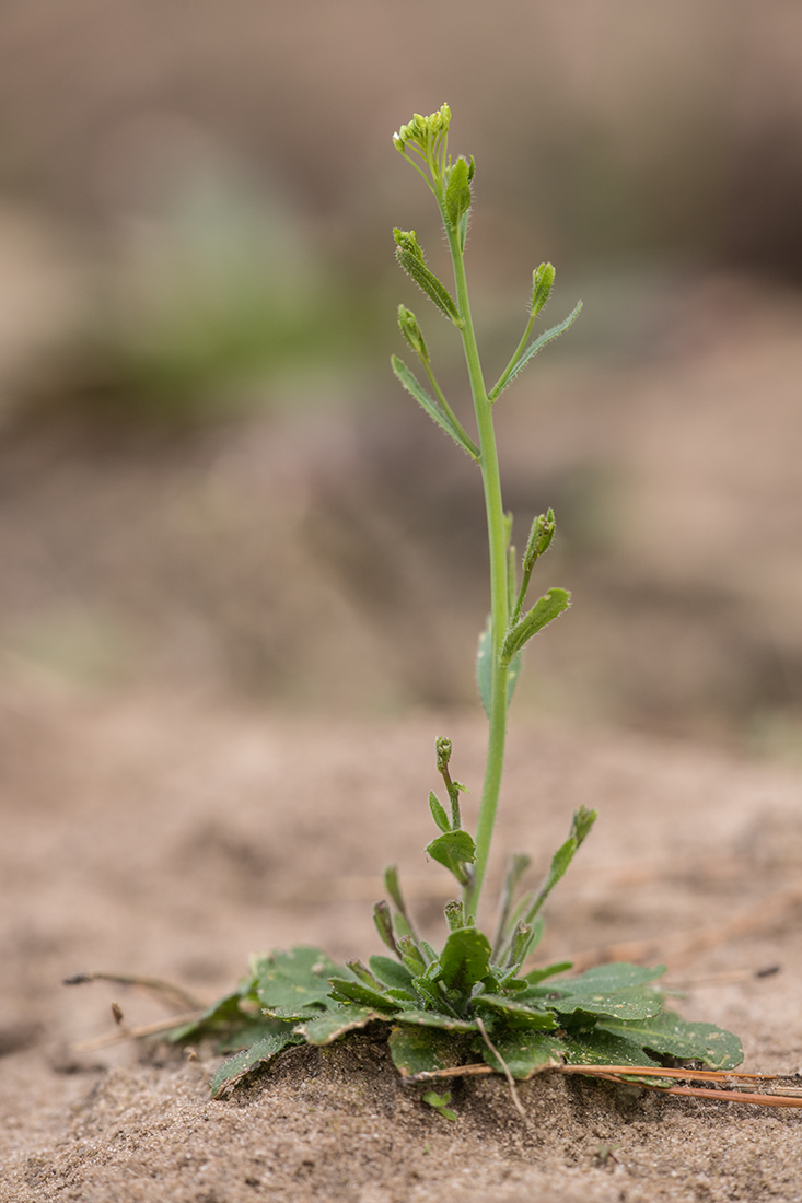 Image of Arabidopsis thaliana specimen.