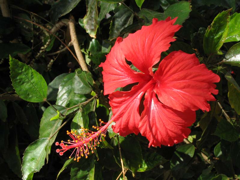 Image of Hibiscus rosa-sinensis specimen.