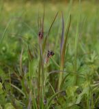 Luzula multiflora. Верхушка плодоносящего растения. Калужская обл., Боровский р-н, окр. дер. Чёлохово, высота 200 м н.у.м, сенокосный луг на старой залежи в 20 м от смешанного леса, сырой участок. 13 мая 2024 г.