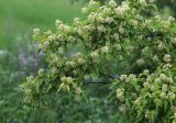Acer ginnala