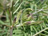 Vicia cracca
