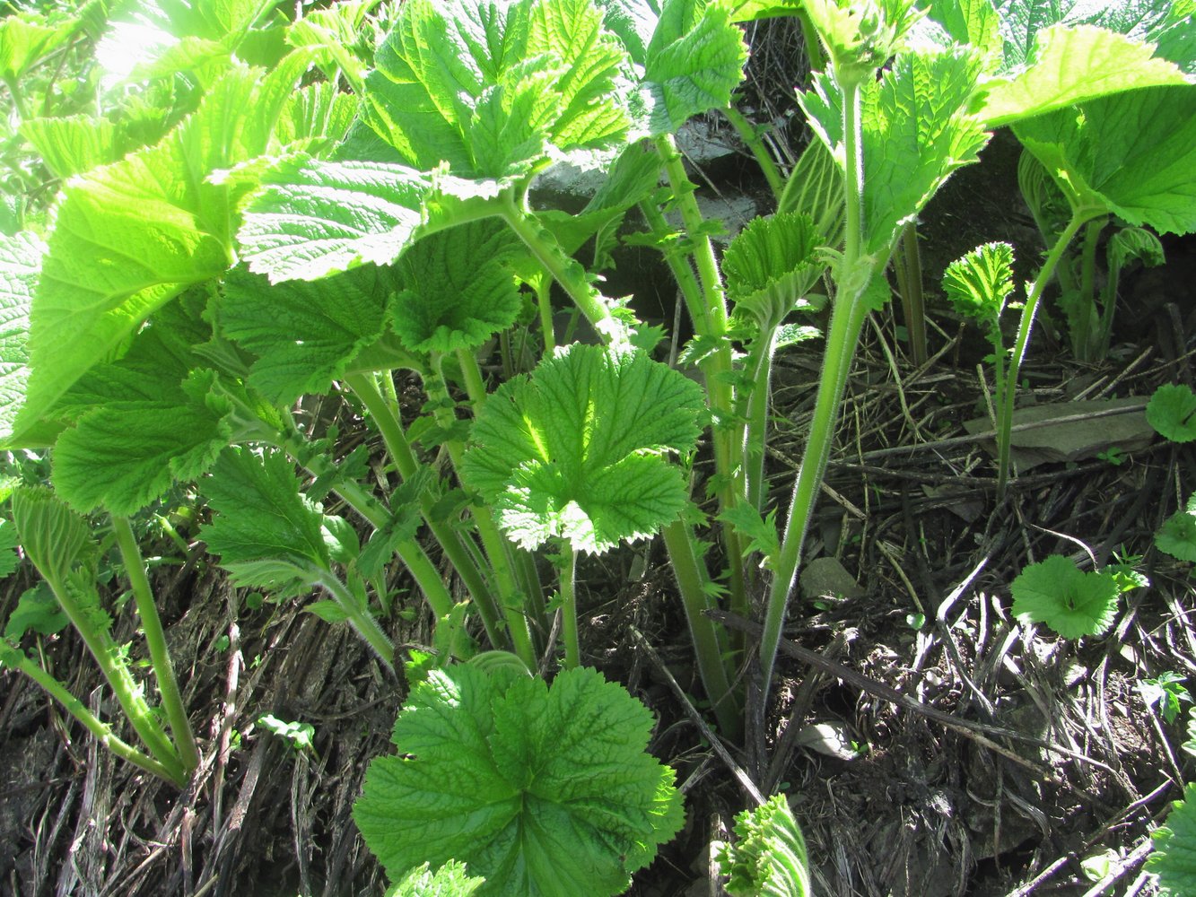Image of Woronowia speciosa specimen.