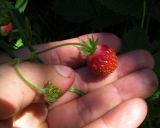 Fragaria подвид jenisseensis