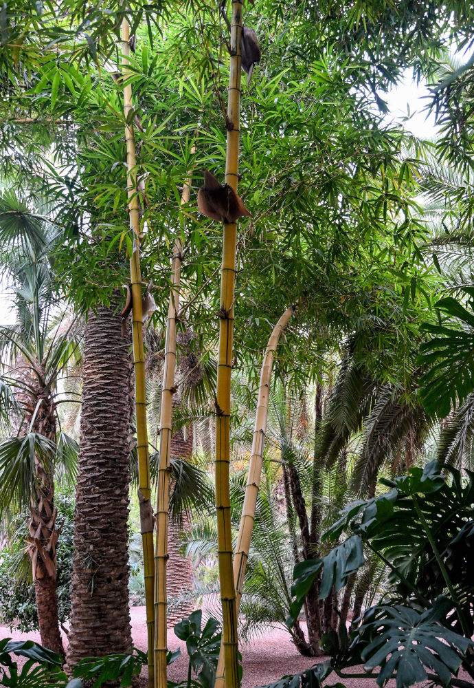Image of Phyllostachys aureosulcata specimen.