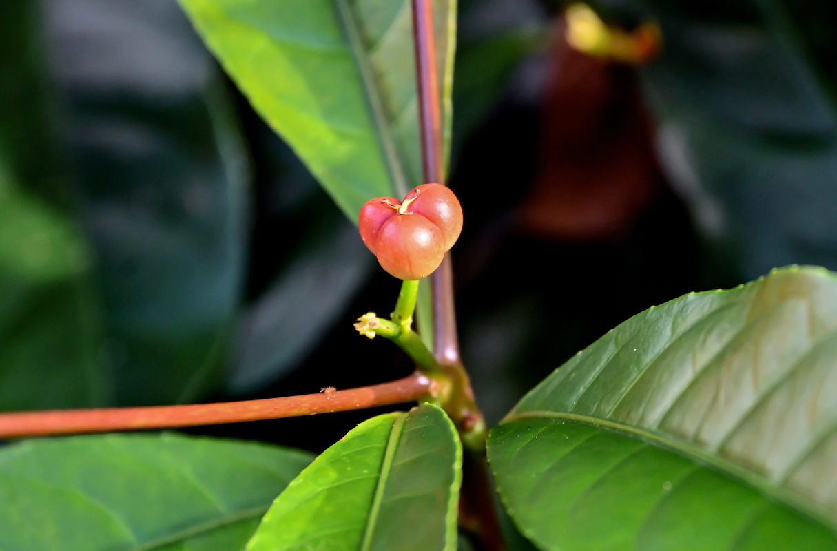 Изображение особи Excoecaria cochinchinensis.