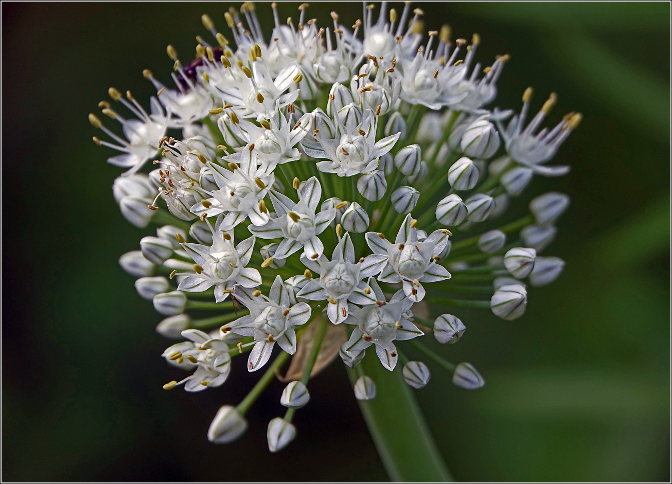 Изображение особи Allium cepa.