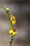 Verbascum sinuatum. Побег с цветками. Турция, пров. Анталья, р-н Кумлуджа, окр. вдхр. Алакыр, каменистая обочина грунтовой дороги. 31.05.2024.