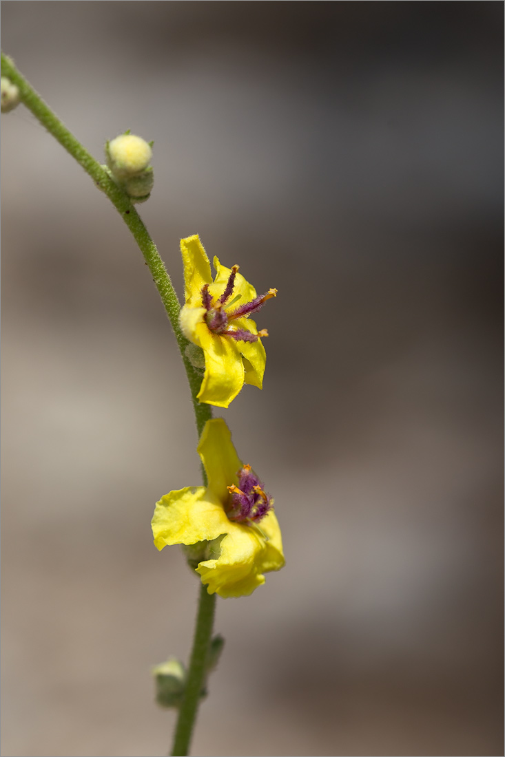 Изображение особи Verbascum sinuatum.