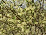 Salix myrsinifolia. Ветви с соцветиями. Смоленская обл., Смоленский р-н, окр. пос. Каспля. 07.05.2009.