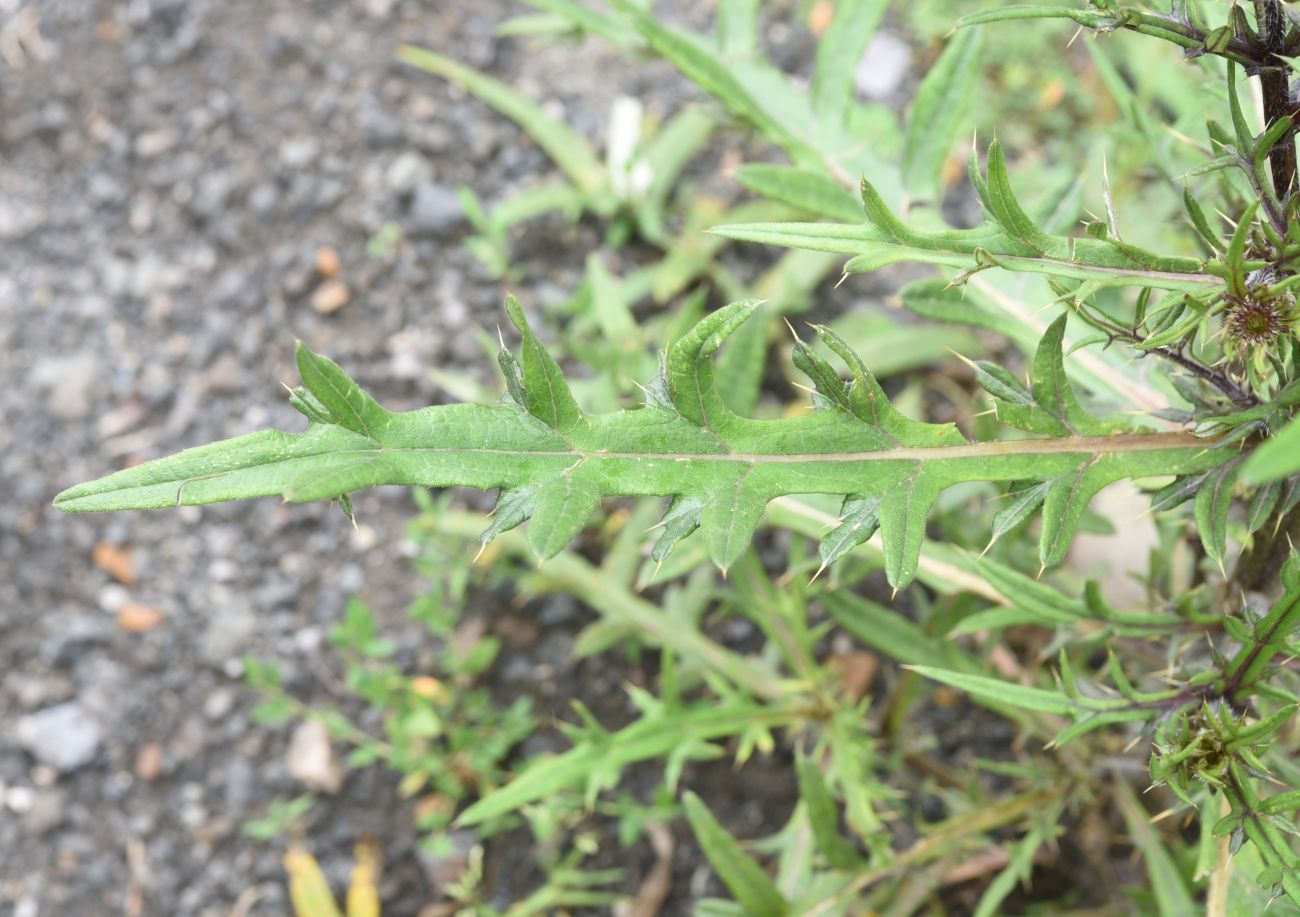 Изображение особи род Cirsium.