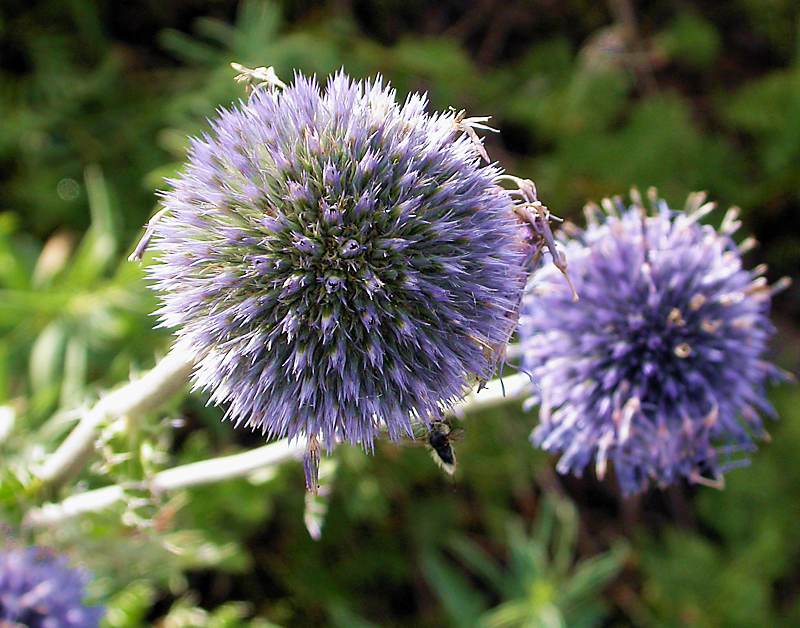 Image of Echinops davuricus specimen.