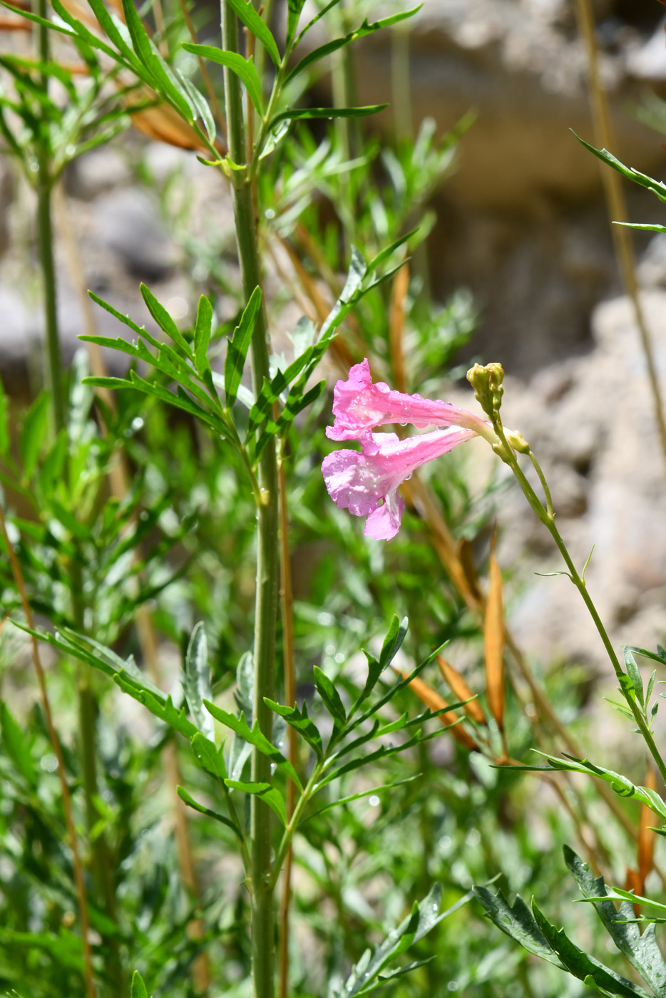 Изображение особи Incarvillea olgae.
