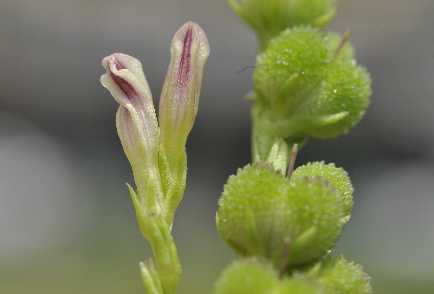 Изображение особи Spigelia anthelmia.