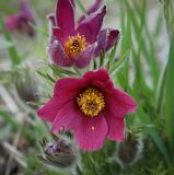 Pulsatilla vulgaris. Цветки. Пермский край, Краснокамский р-н, окр. пос. Оверята, заброшенный садовый участок. 21.05.2024.