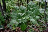 Actaea erythrocarpa. Плодоносящее растение с незрелым соплодием. Вологодская обл., Кирилловский р-н, Ципина гора, смешанный лес. 12.07.2024.