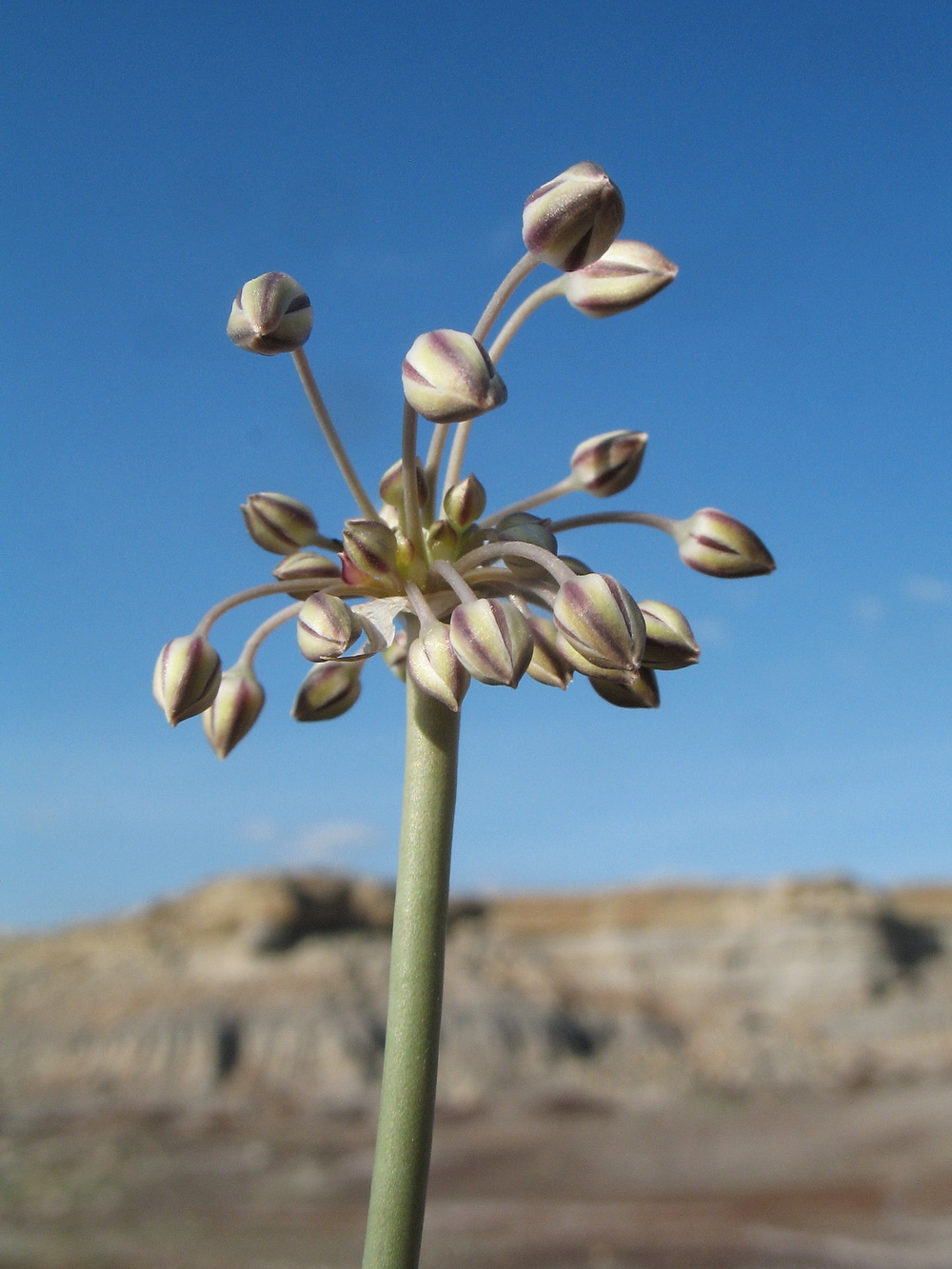 Image of genus Allium specimen.