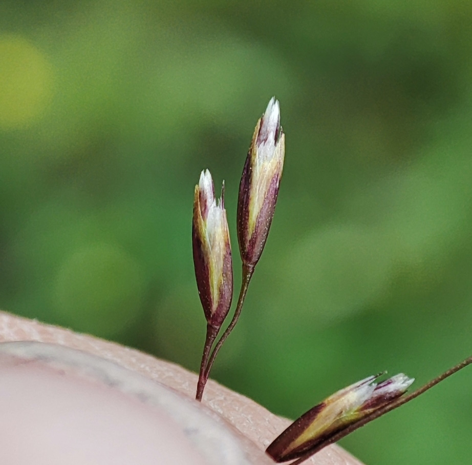 Изображение особи Deschampsia cespitosa.