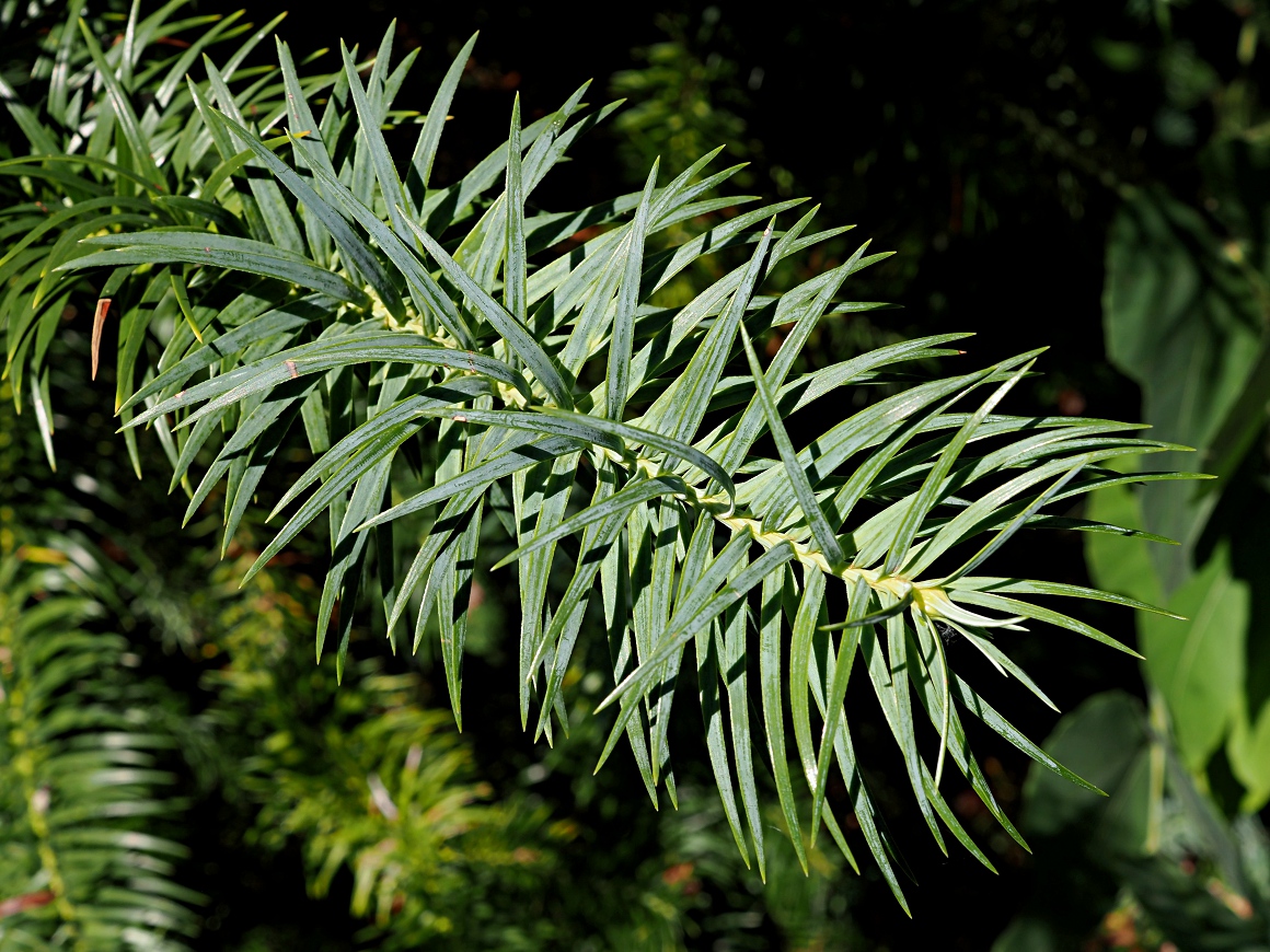 Изображение особи Cunninghamia lanceolata.