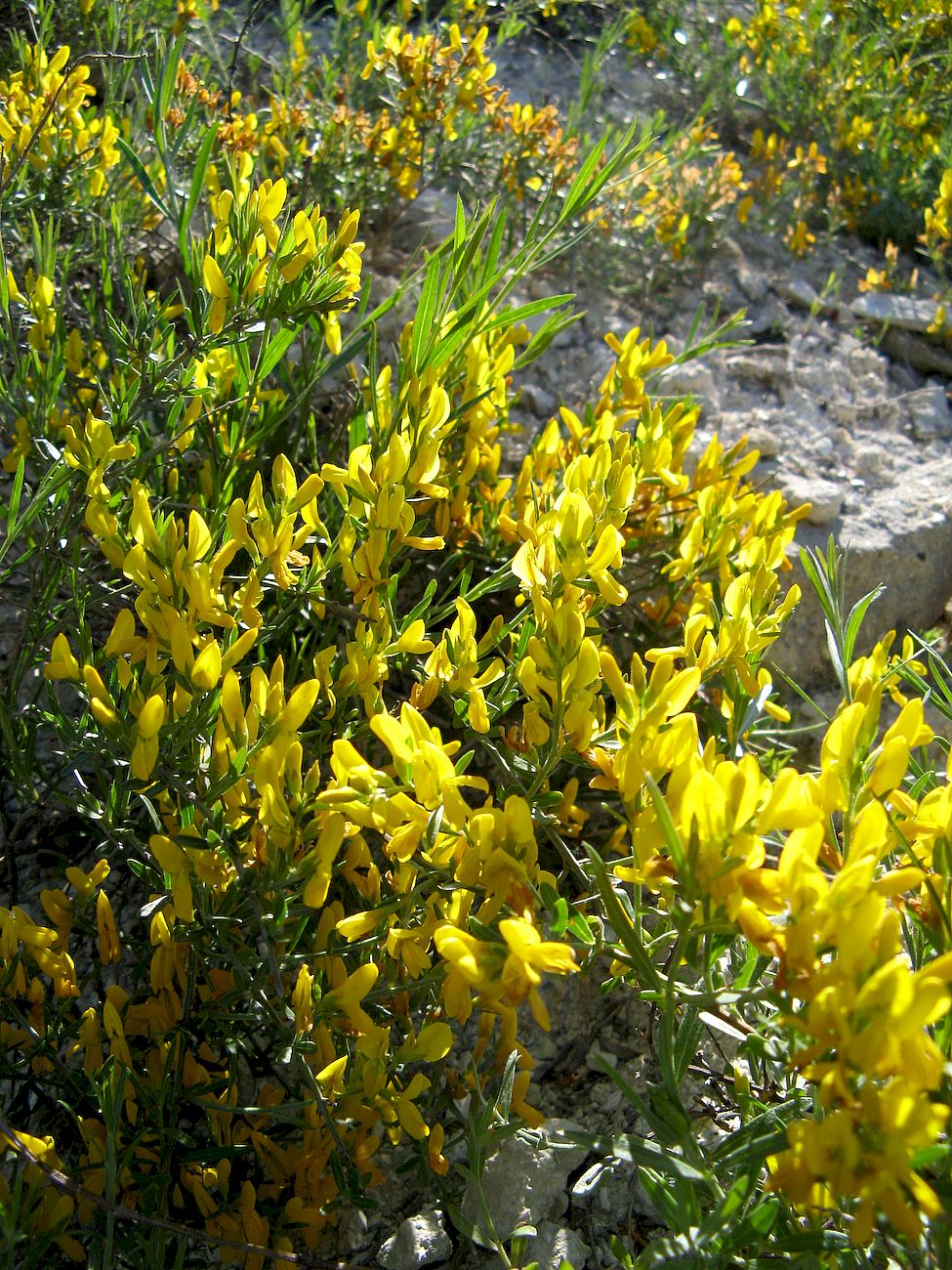 Изображение особи Genista tetragona.
