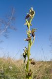 Ophrys mammosa subspecies caucasica. Соцветие. Краснодарский край, Крымский р-н, окр. станицы Неберджаевская, дол. р. Липки, пушистодубово-грабинниковый лес, задернованное скальное обнажение с кустами Paliurus spina-christi на месте старого заросшего карьера. 28.04.2025.