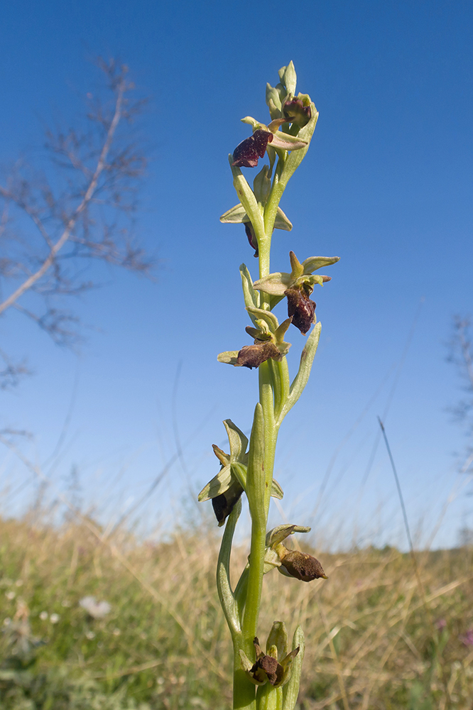 Image of Ophrys mammosa ssp. caucasica specimen.