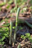 Polygonatum multiflorum