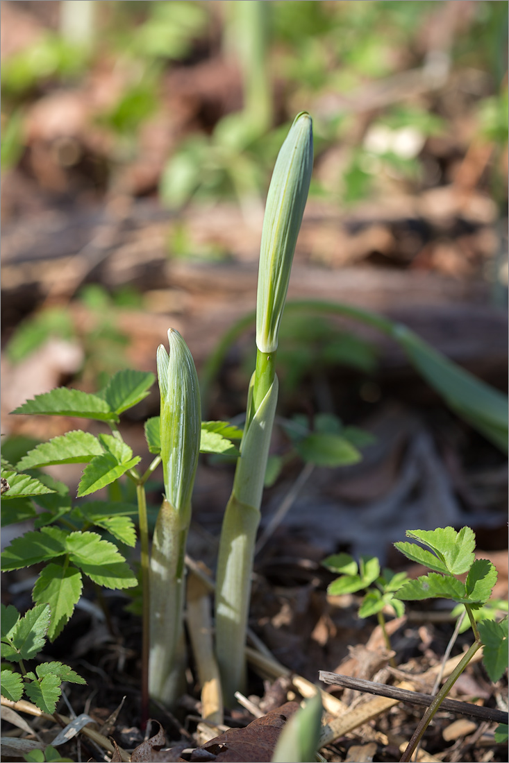 Image of Polygonatum multiflorum specimen.