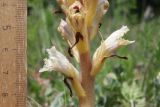 Orobanche callieri. Часть соцветия. Крым, Севастополь, Байдарская дол., опушка лиственного леса (паразитирует на Salvia aethiopis). 29 мая 2025 г.