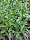 Sideritis hyssopifolia