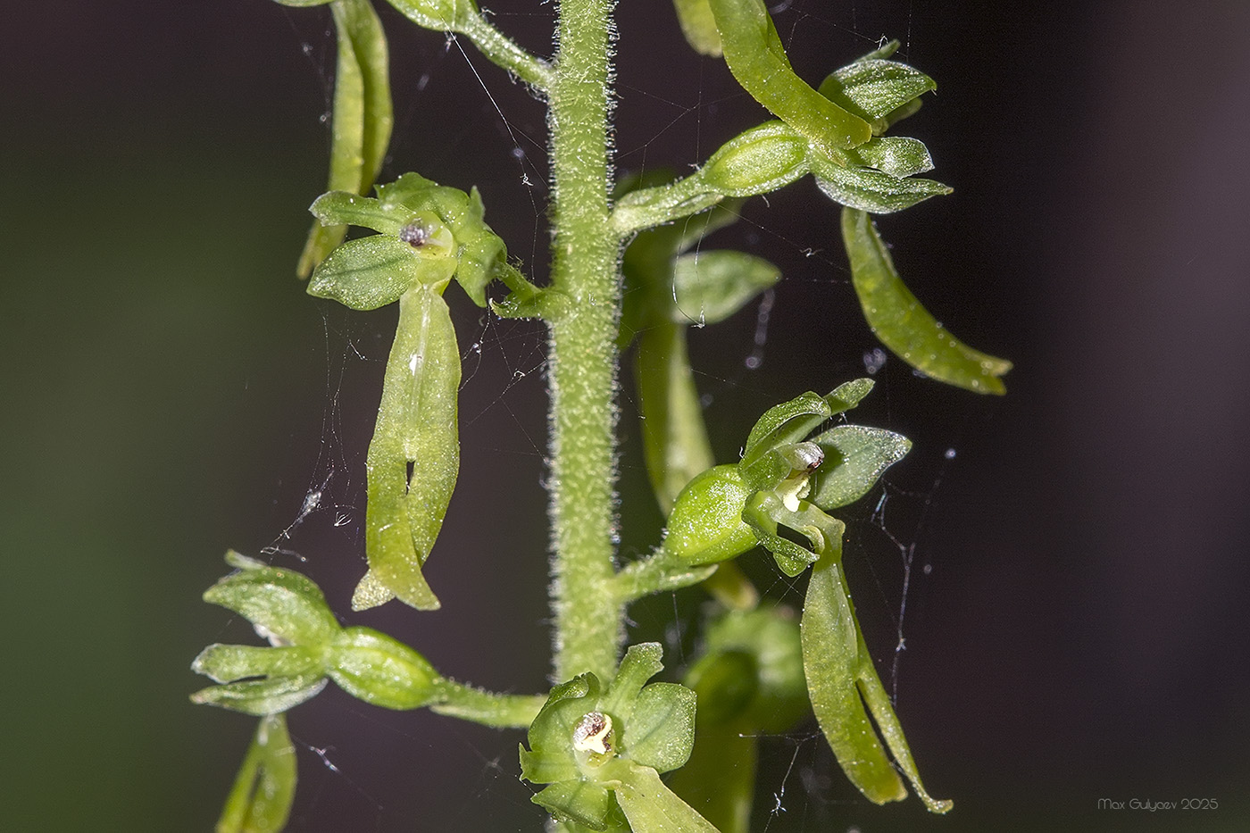 Image of Listera ovata specimen.