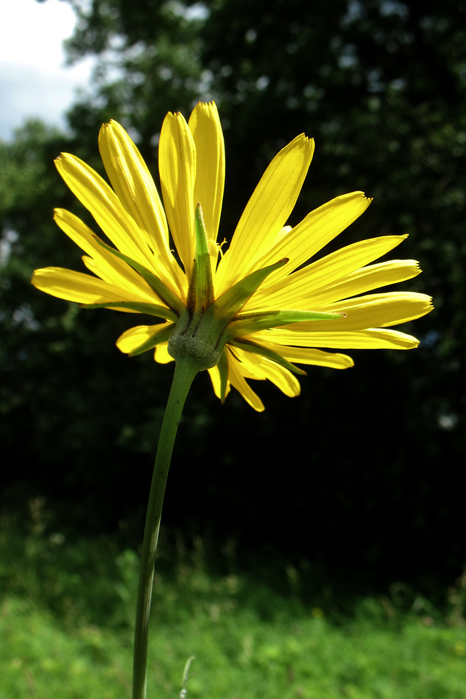Image of Tragopogon orientalis specimen.