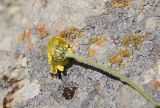 Tanacetum tabrisianum